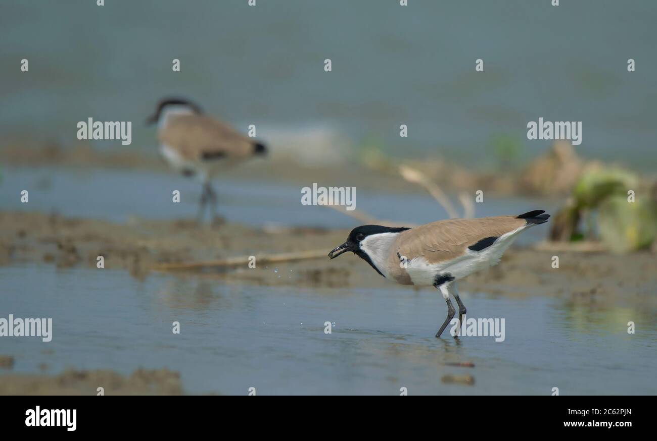 Some wild birds collecting foods from the water in the lake with his