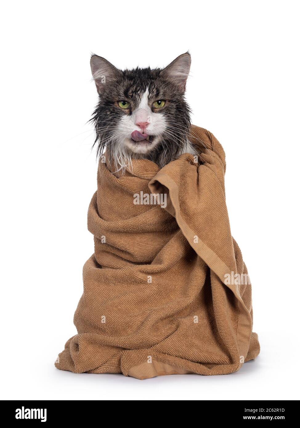 Wet freshly washed adult Norwegian Forestcat, sitting facing front wrapped up in brown towel sticking out tongue. Looking annoyed to camera. Isolated Stock Photo