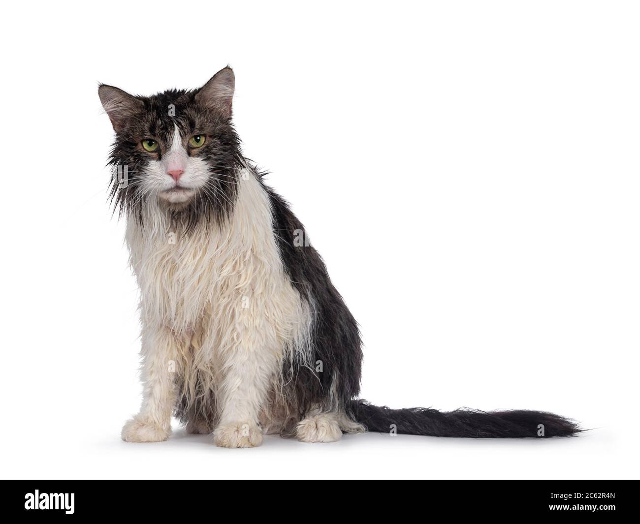 Wet freshly washed adult Norwegian Forestcat, sitting facing front. Looking annoyed to camera. Isolated on white background. Stock Photo