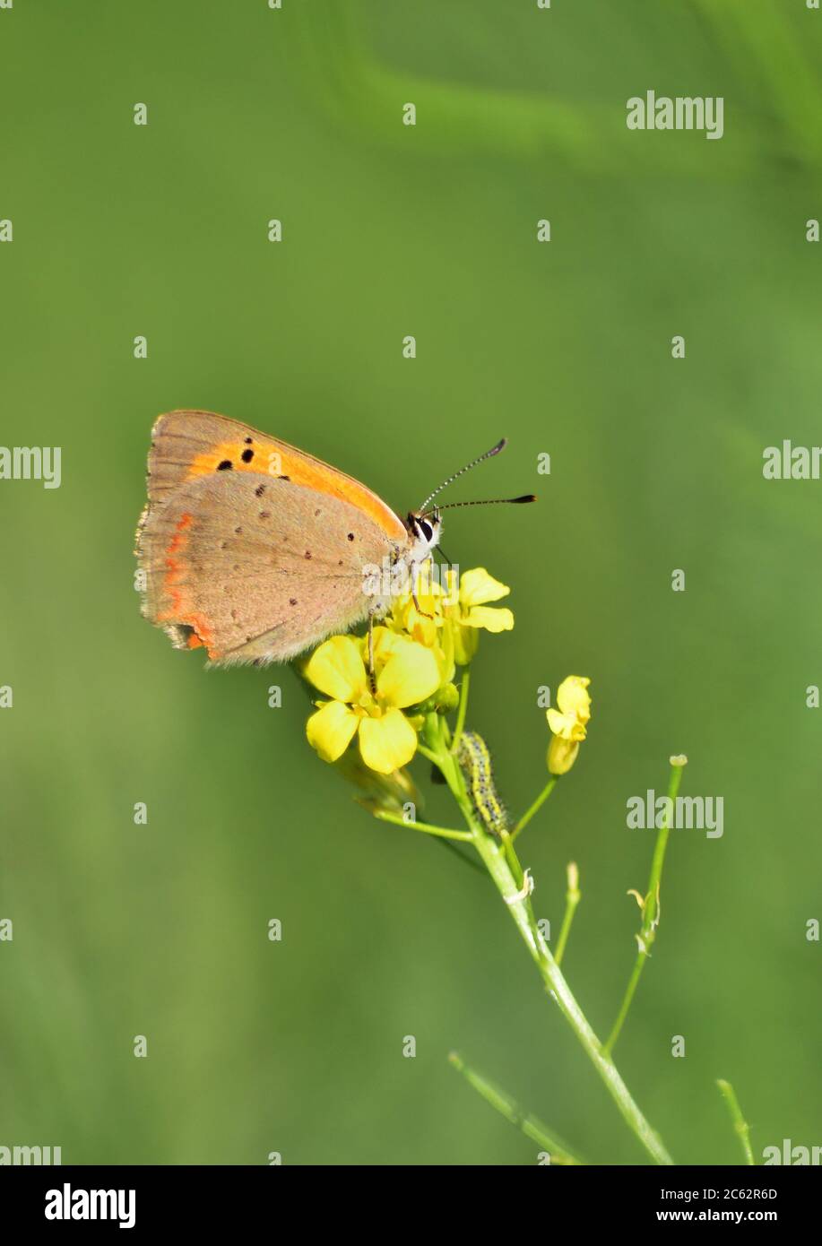 Lycaena phlaeas, the small copper, vertical Stock Photo