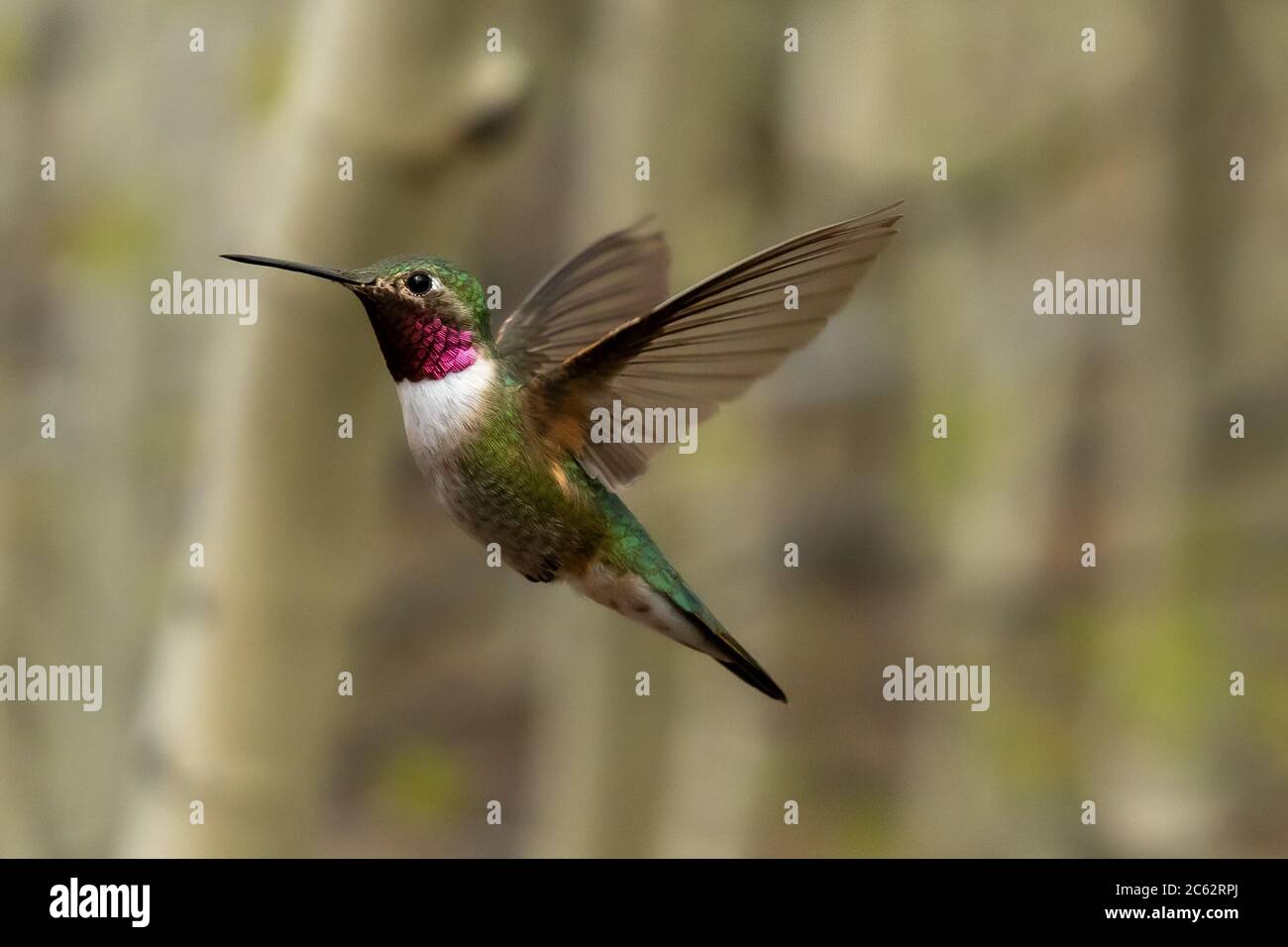 Male Broad tailed Hummingbird Stock Photo