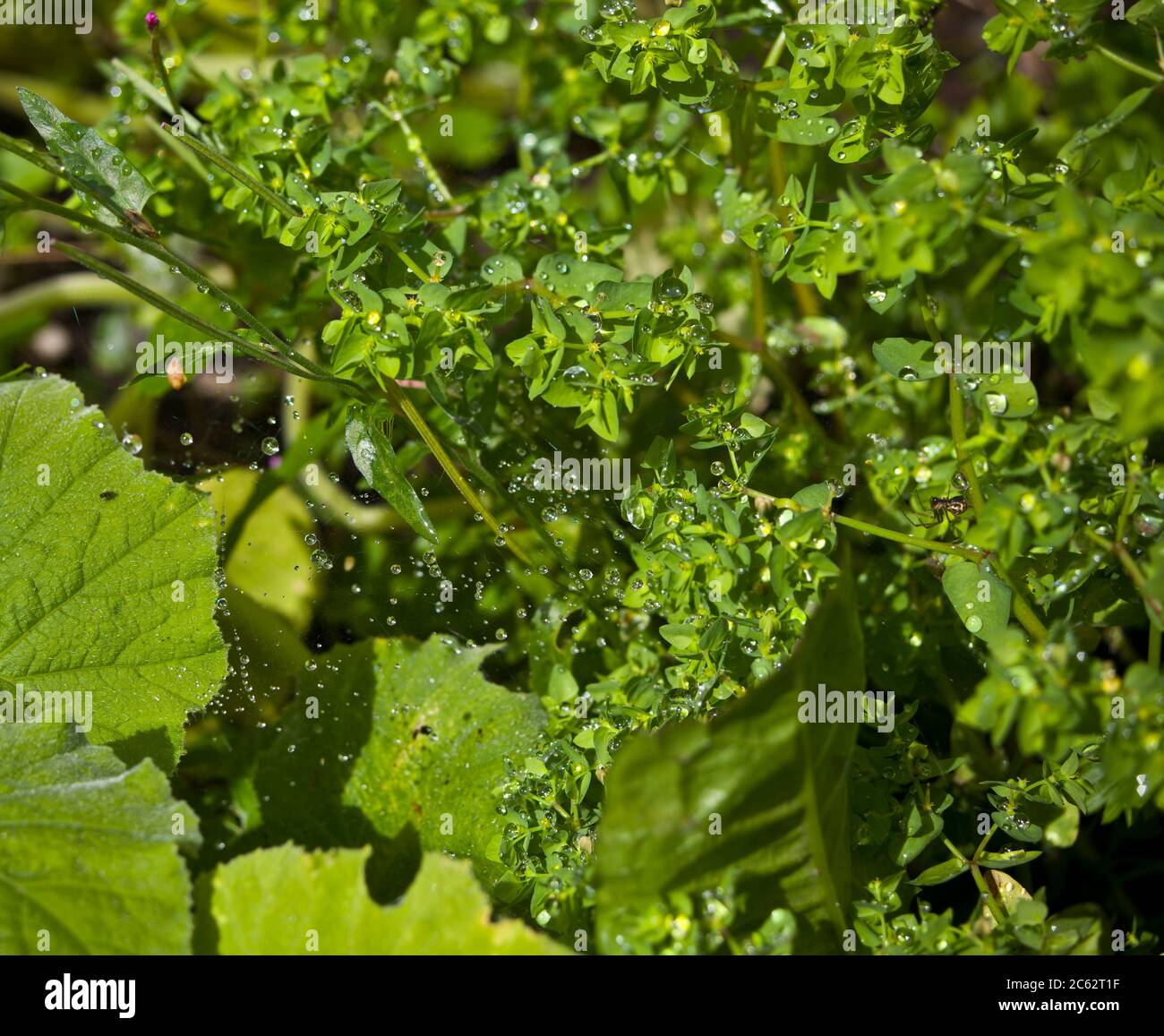 Dewdrops In The Garden