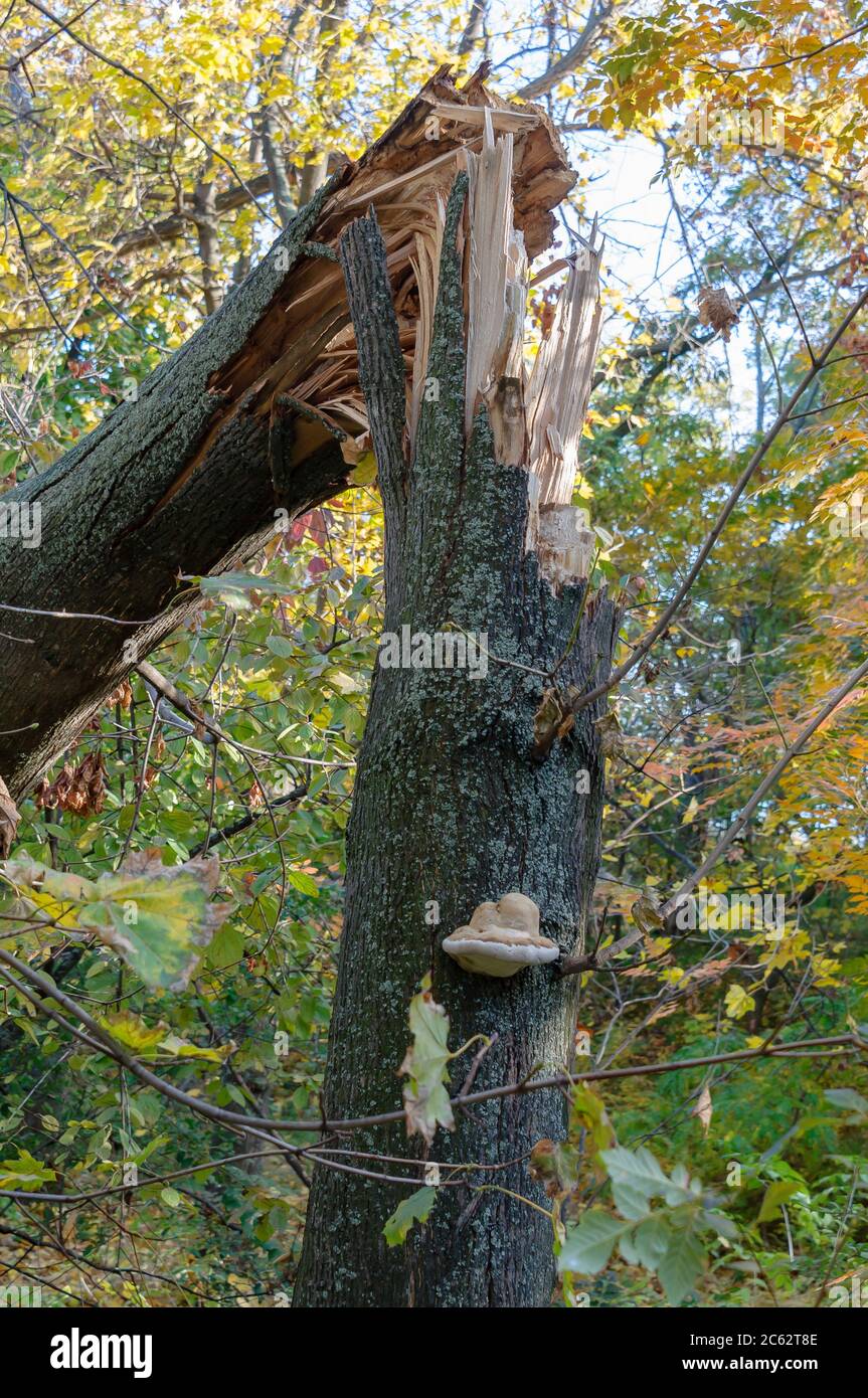 Broken tree in the autumn forest.Broken tree. Autumn forest. Mushroom on a tree trunk. Stock Photo