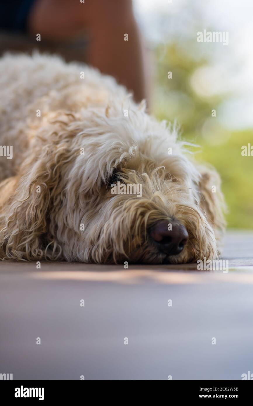 Close up of a sleeping Labradoodle Stock Photo