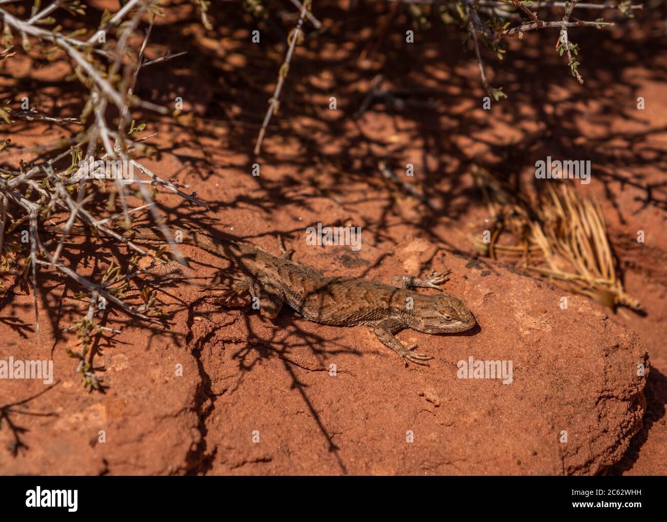 An Eastern Fence Lizard receives warmth from the sun and rocks while staying partially hidden under a thorn bush. Stock Photo