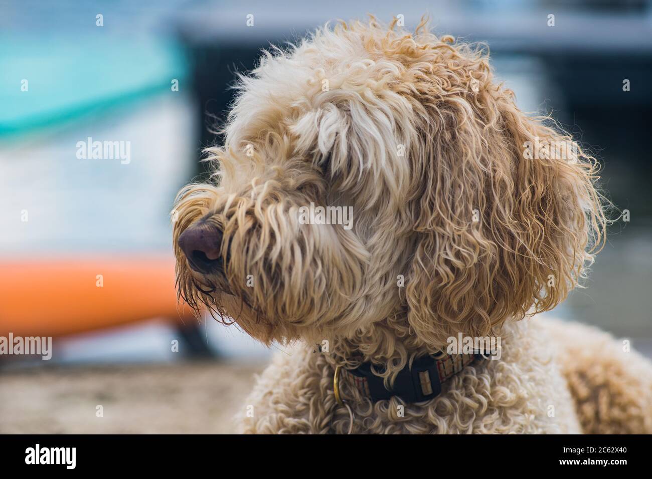 Close up of a Labradoodle Stock Photo