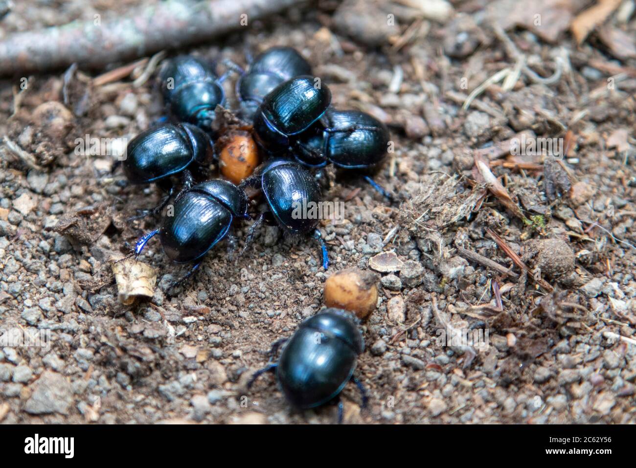 dung beetles on forest ground, bokeh Stock Photo