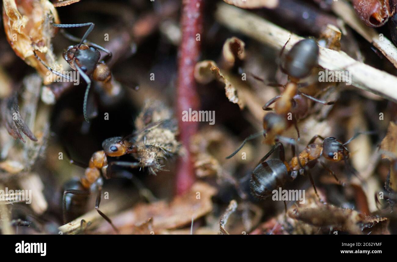 wood ant nest in macro Stock Photo Alamy