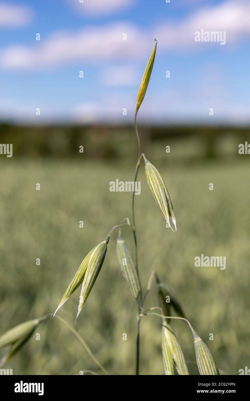 Close-up of oat (Avena sativa) florets Stock Photo