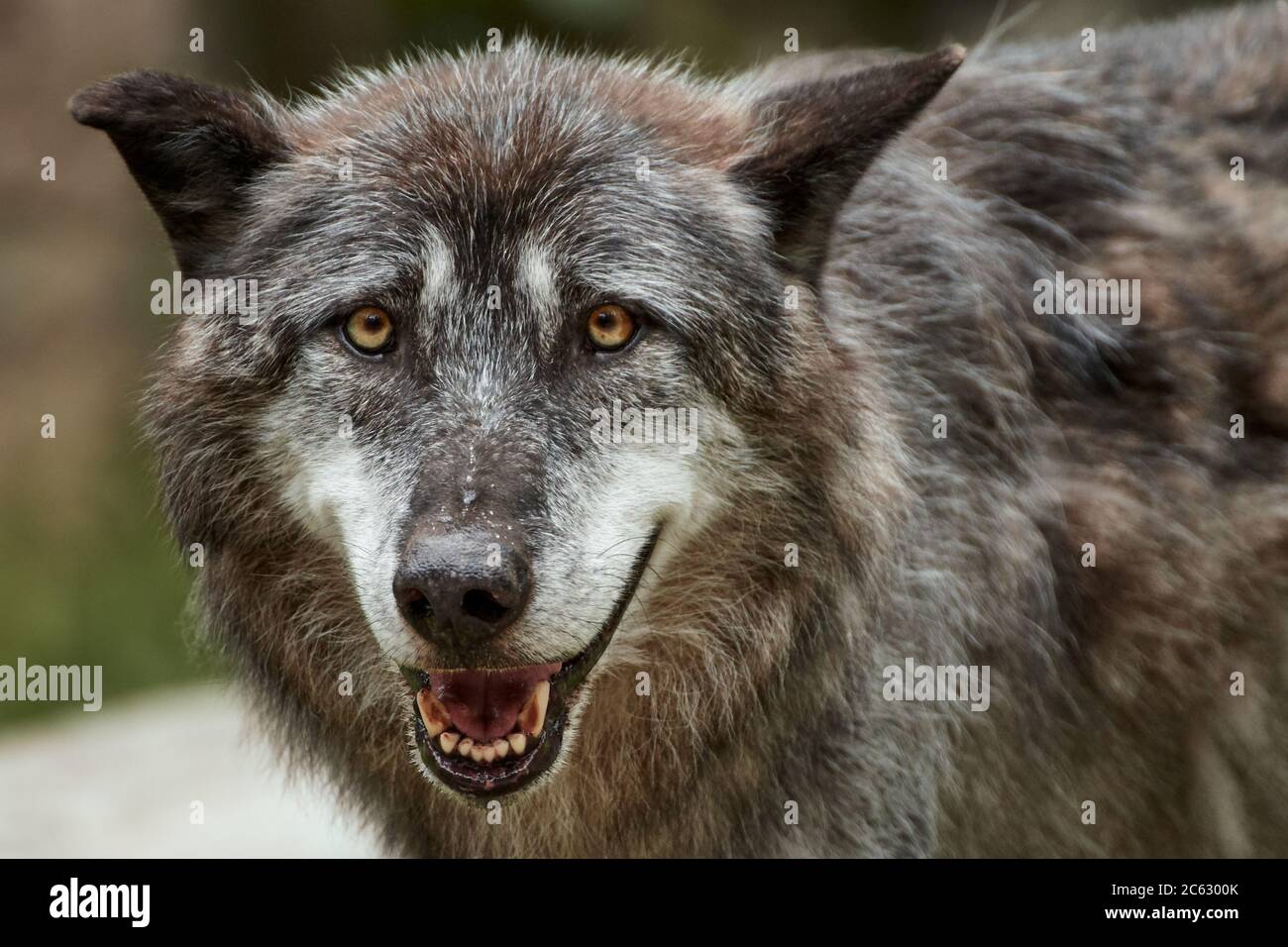 Close-up of an Eastern timber wolf with mouth open (Canis lupus lycaon) Stock Photo