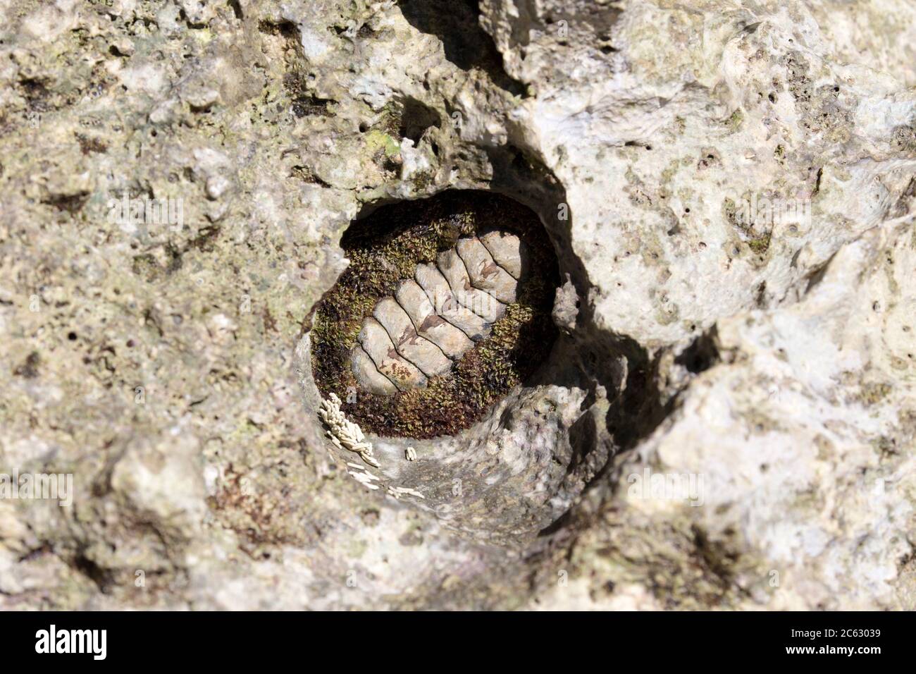 a Chiton on a rock in New Caledonia Stock Photo