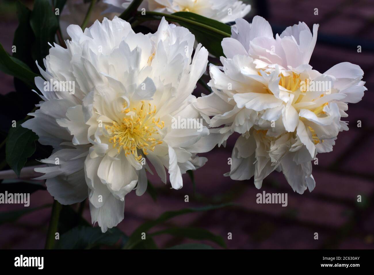 Peony of Chinese selection. Beautiful white double peonies grow in the garden. Two flowers. Stock Photo
