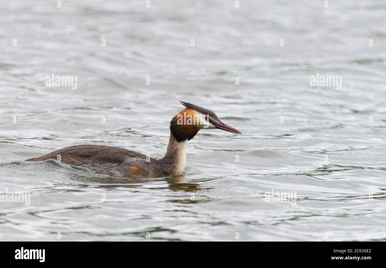 great crested grebe on water Stock Photo