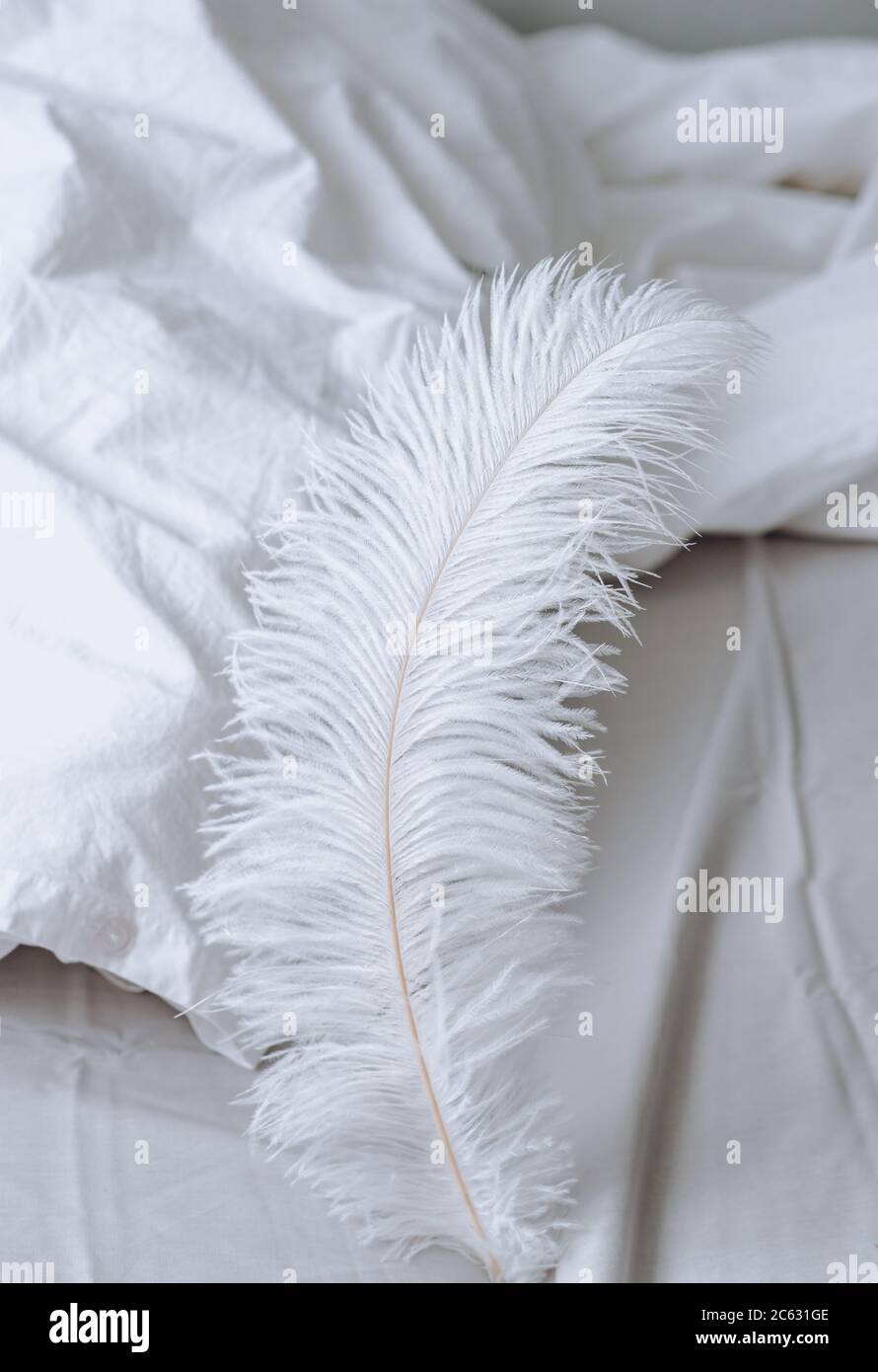 Large white feather on the bed Stock Photo Alamy