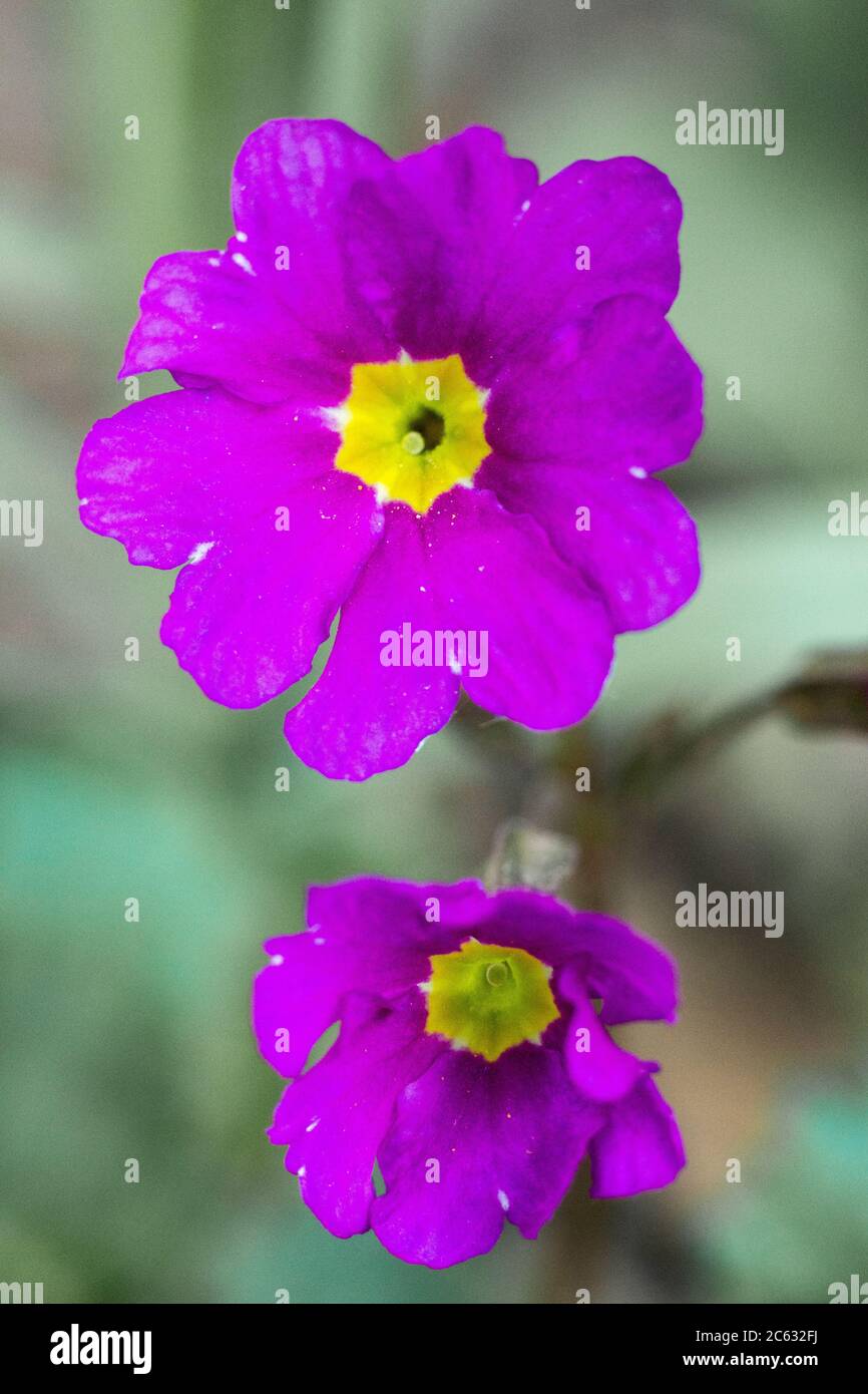 Pink and purple wild flowers in the village Stock Photo Alamy