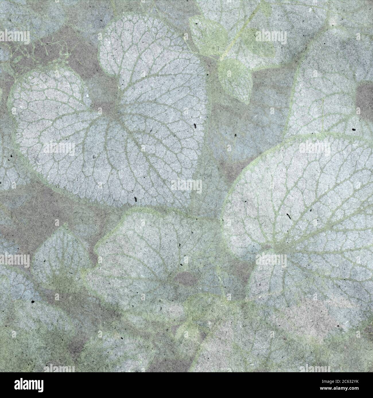 Heartleaf brunnera (binomial name: Brunnera macrophylla), also known as Siberian bugloss, in a spring . textured stylish old paper background, square, Stock Photo
