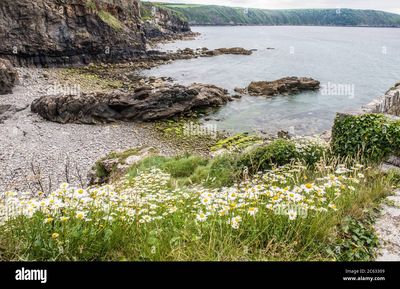 Little Haven seashore south of the main beach on the Pembrokeshire Coast, Pembrokeshire Coast National Park West Wales. Stock Photo