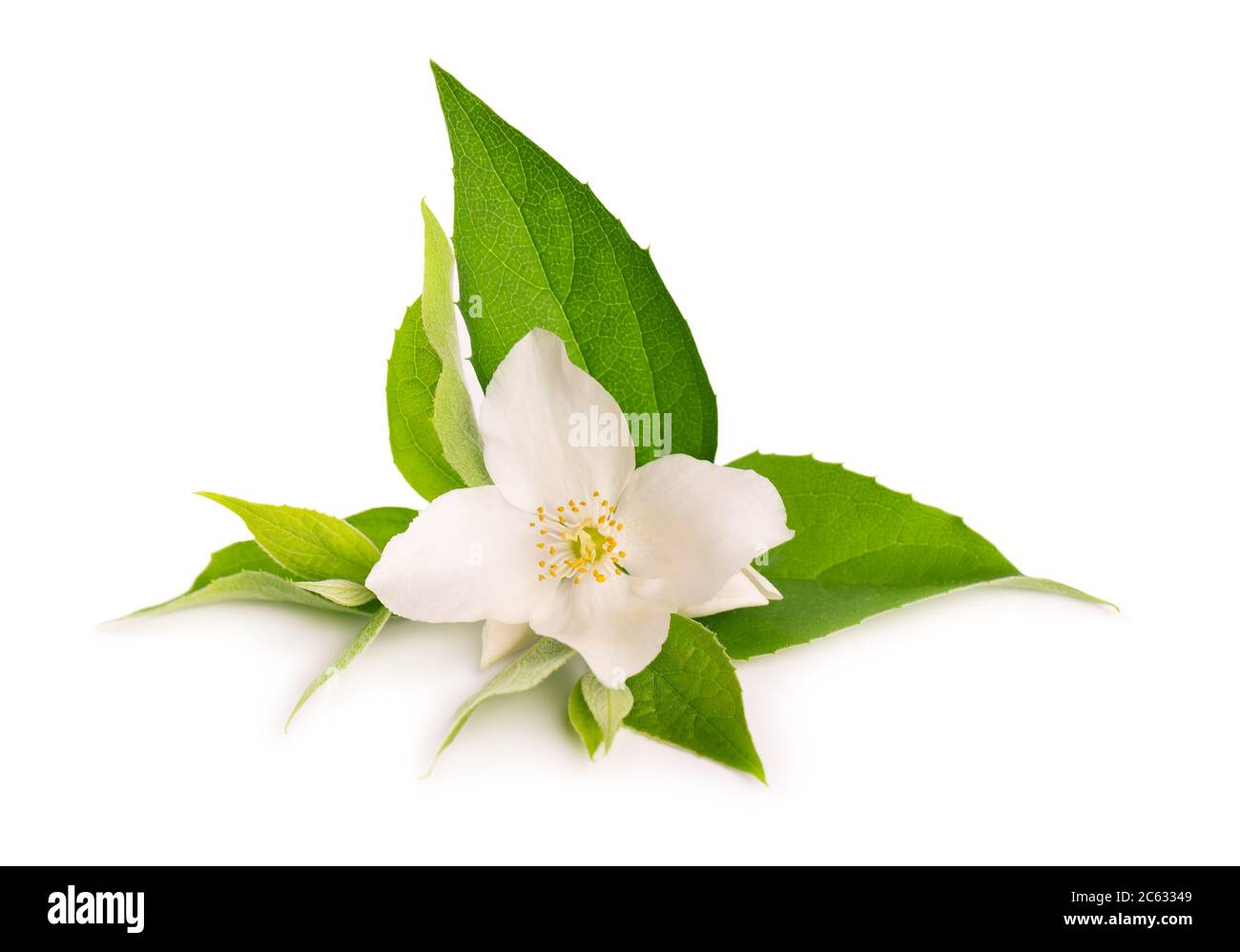 Jasmine flowers isolated on white background. Jasmine branch Stock Photo Alamy