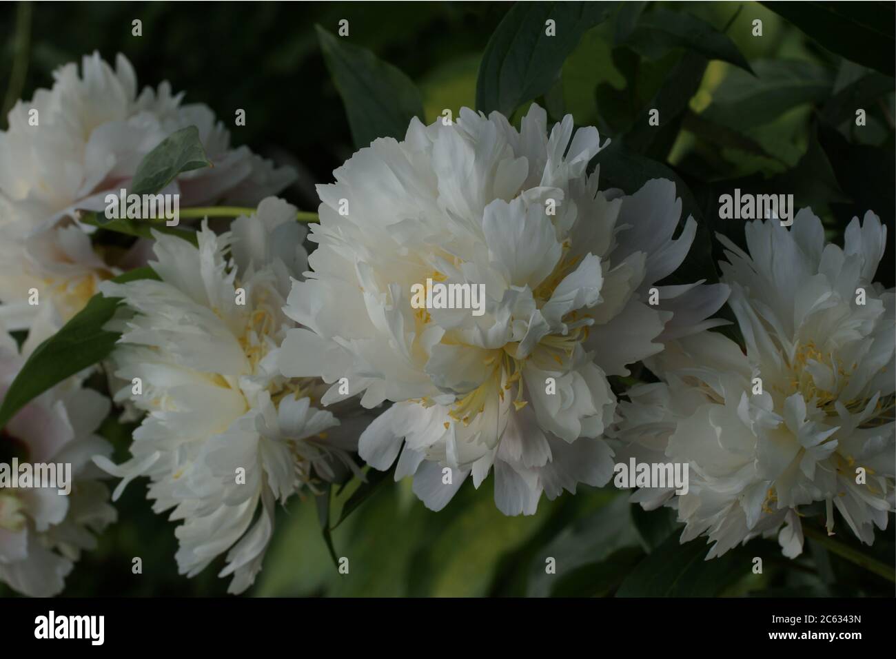 Peony of Chinese selection. Beautiful white double peonies grow in the garden. Many peonies. Stock Photo