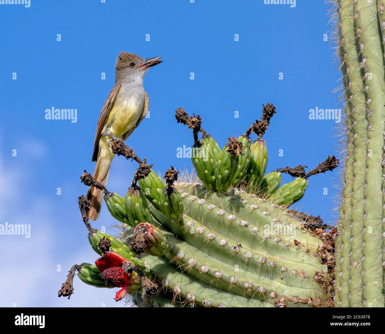 Brown Crested Flycatcher perched on Saguaro Cactus with Insect in Beak Stock Photo