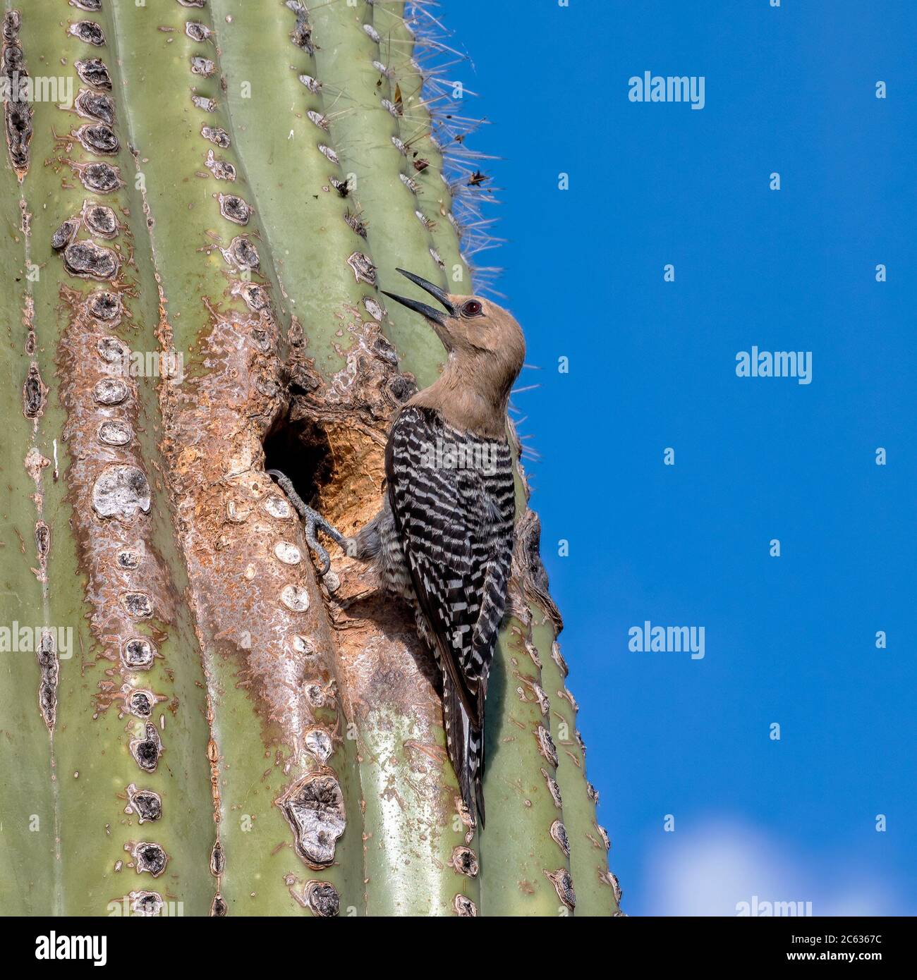 Cactus Wren in front of Nest in Saguaro Cactus in the Arizona Desert Stock Photo