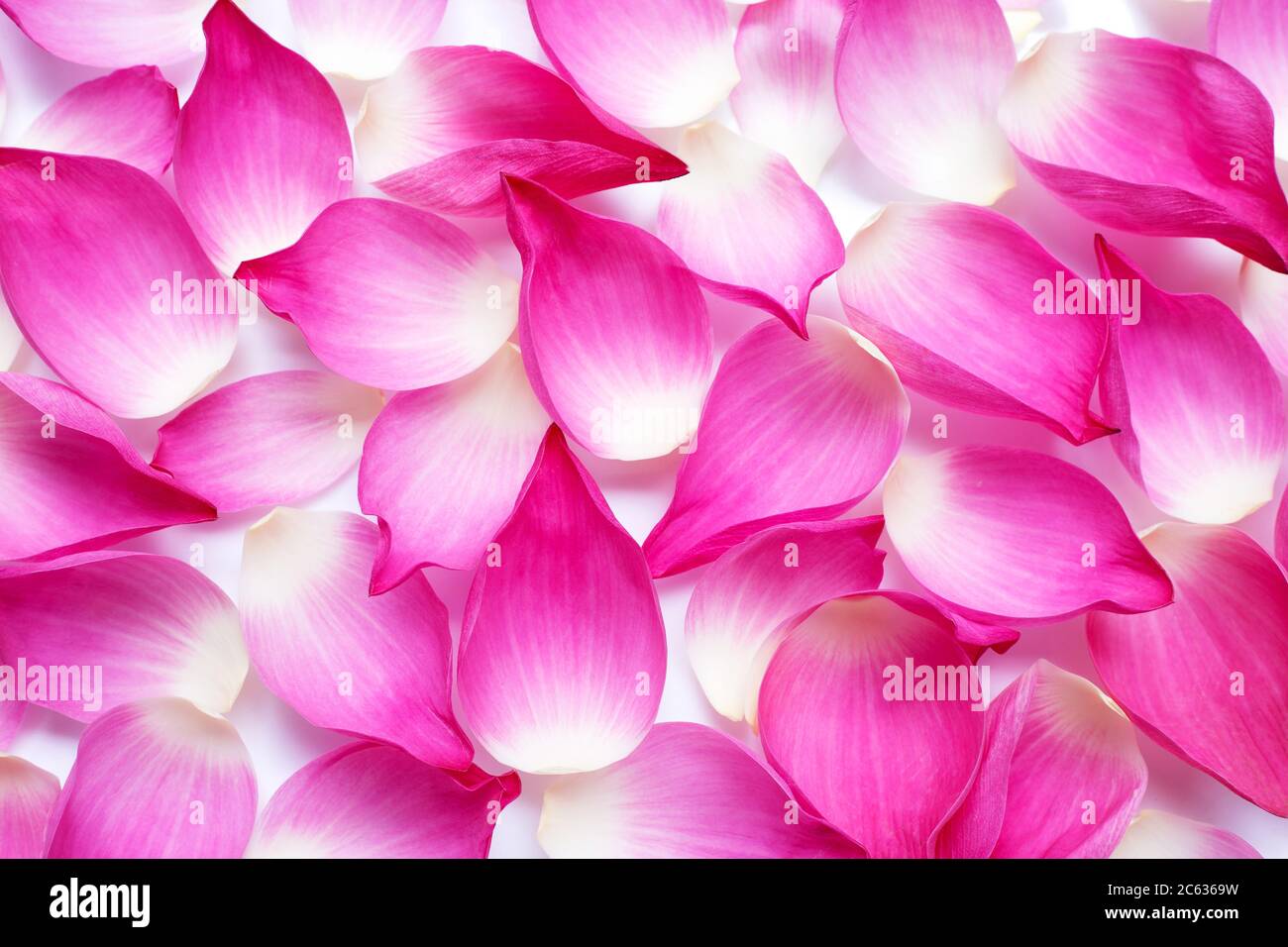 Pink lotus petals background Stock Photo - Alamy