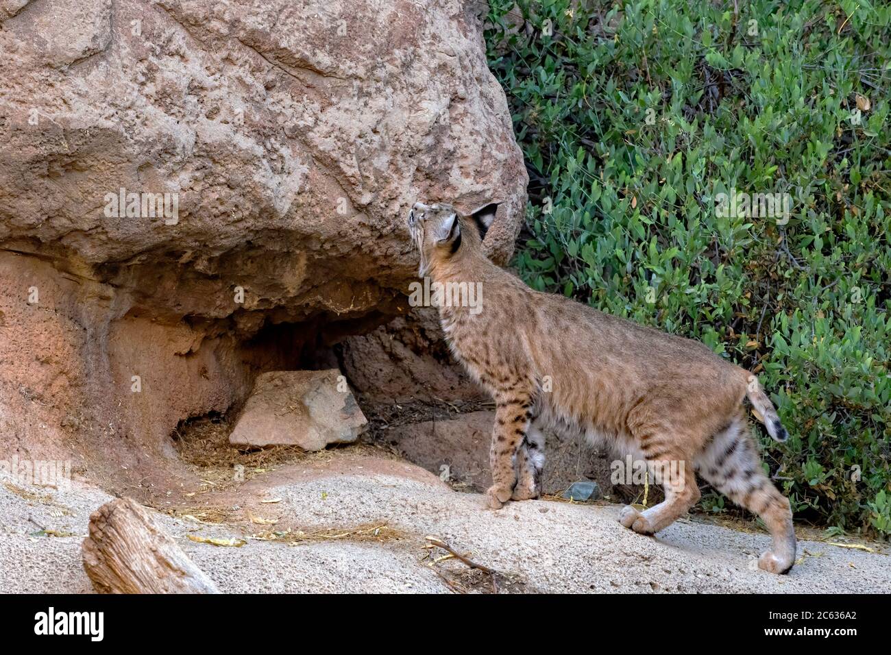 Bobcat Inspecting a Territorial Cliffside Stock Photo