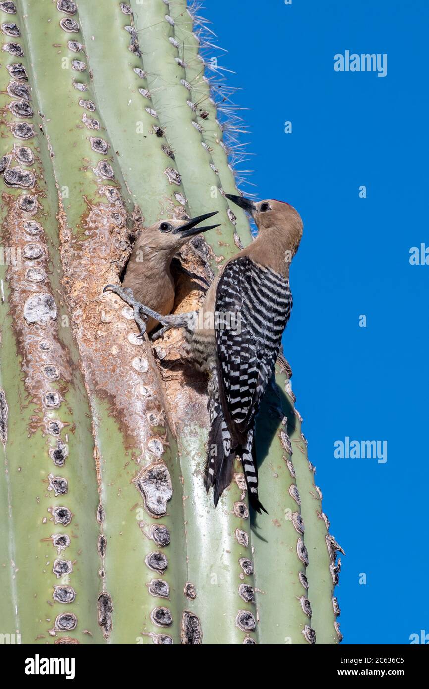 Blue wren nest hires stock photography and images Alamy