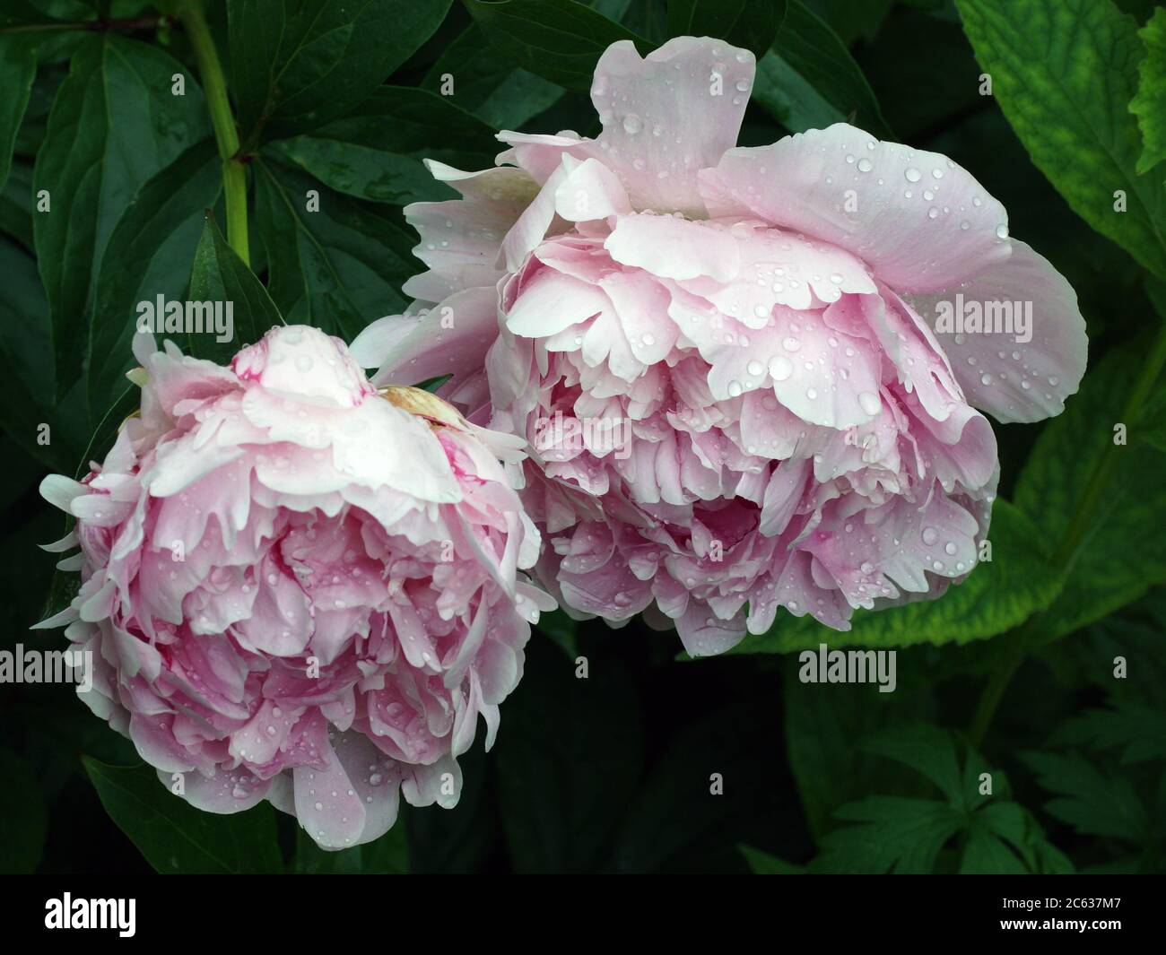 Paeonia  lactiflora Sarah Bernhardt.  Double pink peony flower. Paeonia lactiflora (Chinese peony or common garden peony). Stock Photo