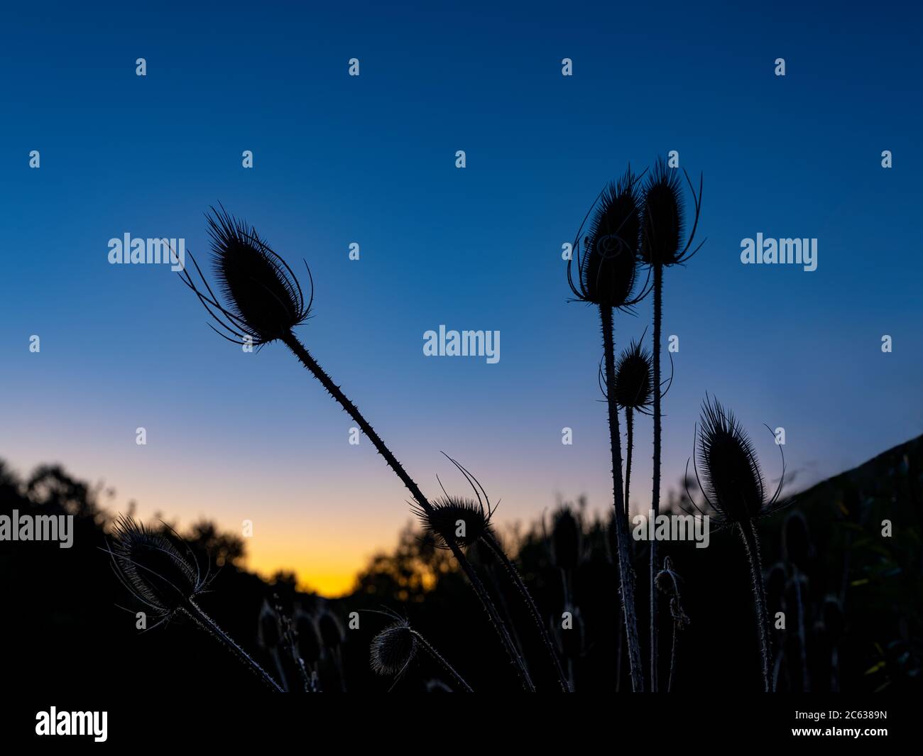 Teasels silhouette at sunset, Utah, USA Stock Photo