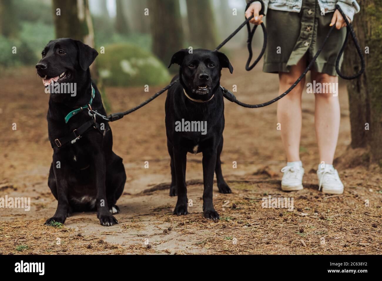 Low section of woman with two black Labrador dogs on a leash in forest Stock Photo