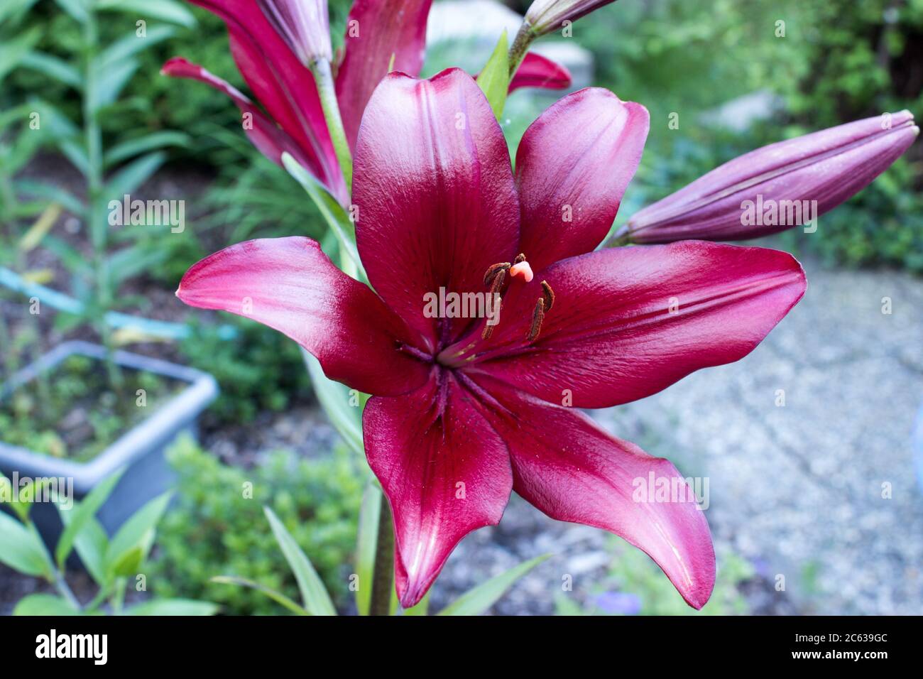 dark red lilium regale royal or kings lily in the garden Stock Photo