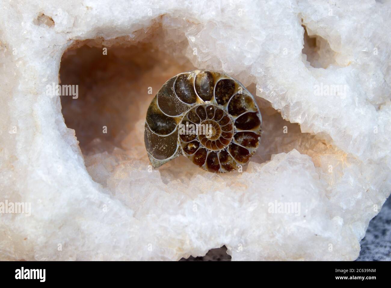 Ammonite fossil is located in clear fluorite Stock Photo