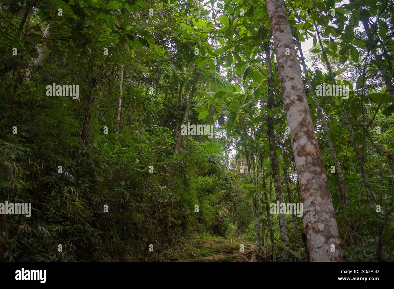 Atlantic rainforest in Minas Gerais, Brazil Stock Photo
