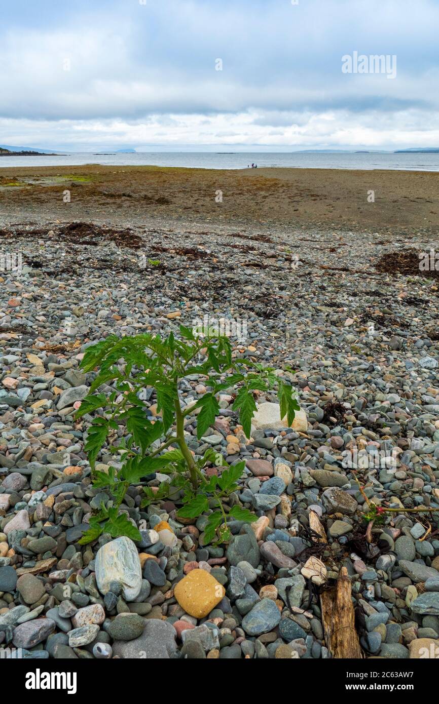 Tomate Pflanze wächst wild am Strand bei ORD, Isle of Skye Stock Photo