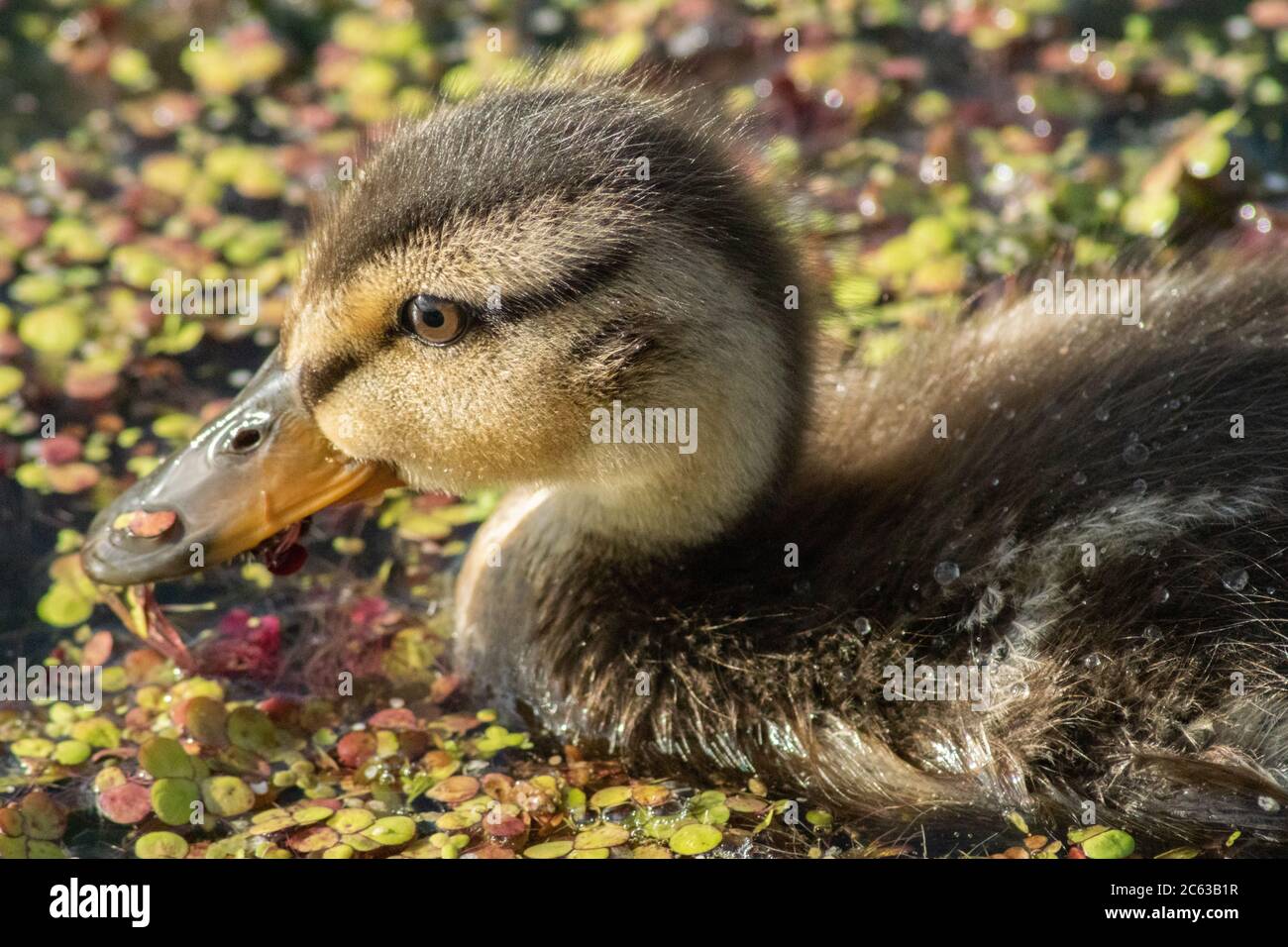 Mallard duckling on water foraging for food within the algae - Anas platyrhynchos, waterfowl, anatidae, duck, chick, young, England UK Stock Photo