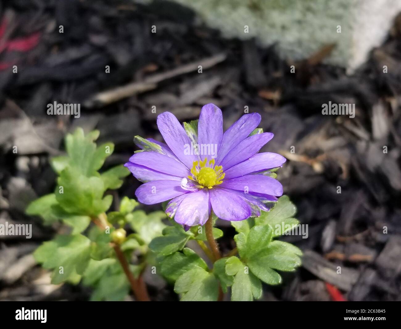 Light blue Balkan Anemone flower (Anemone blanda) also known as Grecian windflower and winter windflower, on a blurred background. Stock Photo