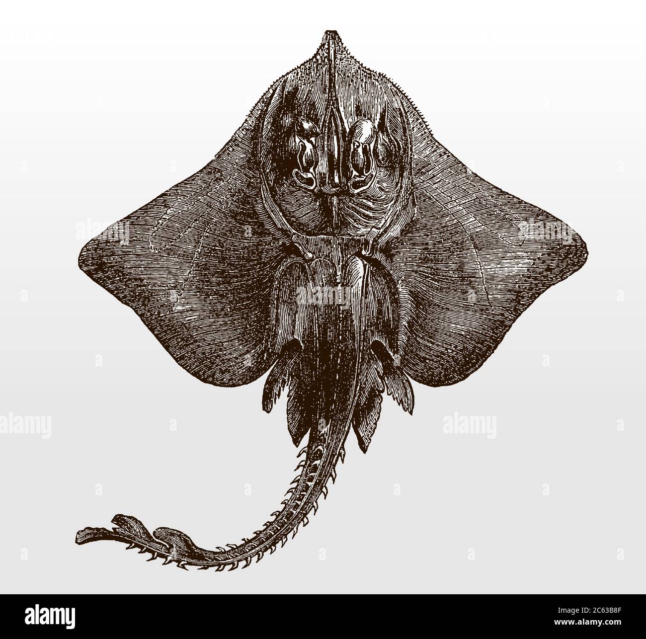 endangered-bottlenose-or-white-skate-rostroraja-alba-from-the-eastern