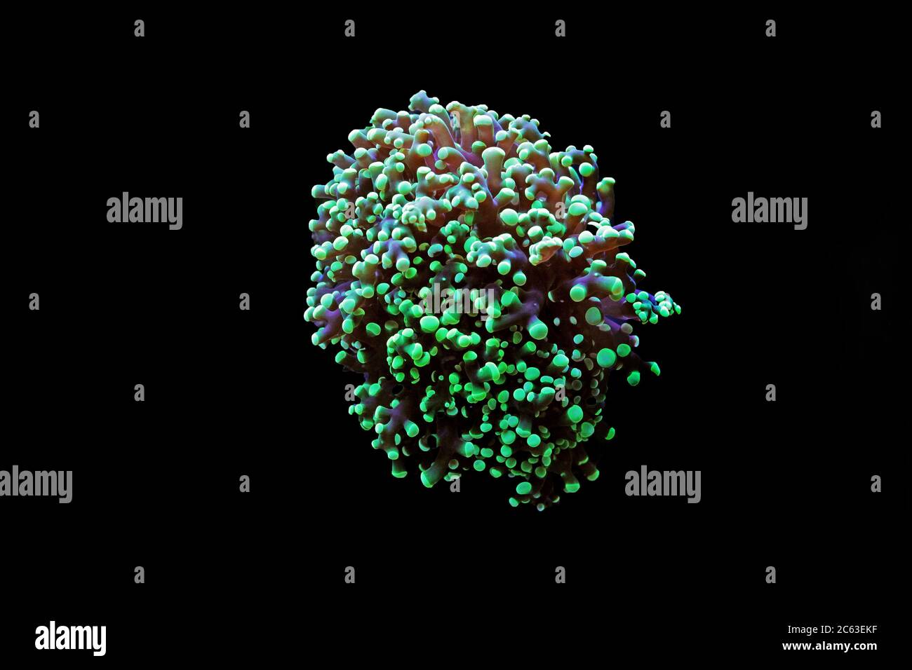 Colorful scene in aquarium with Euphyllia LPS colorful coral Stock Photo
