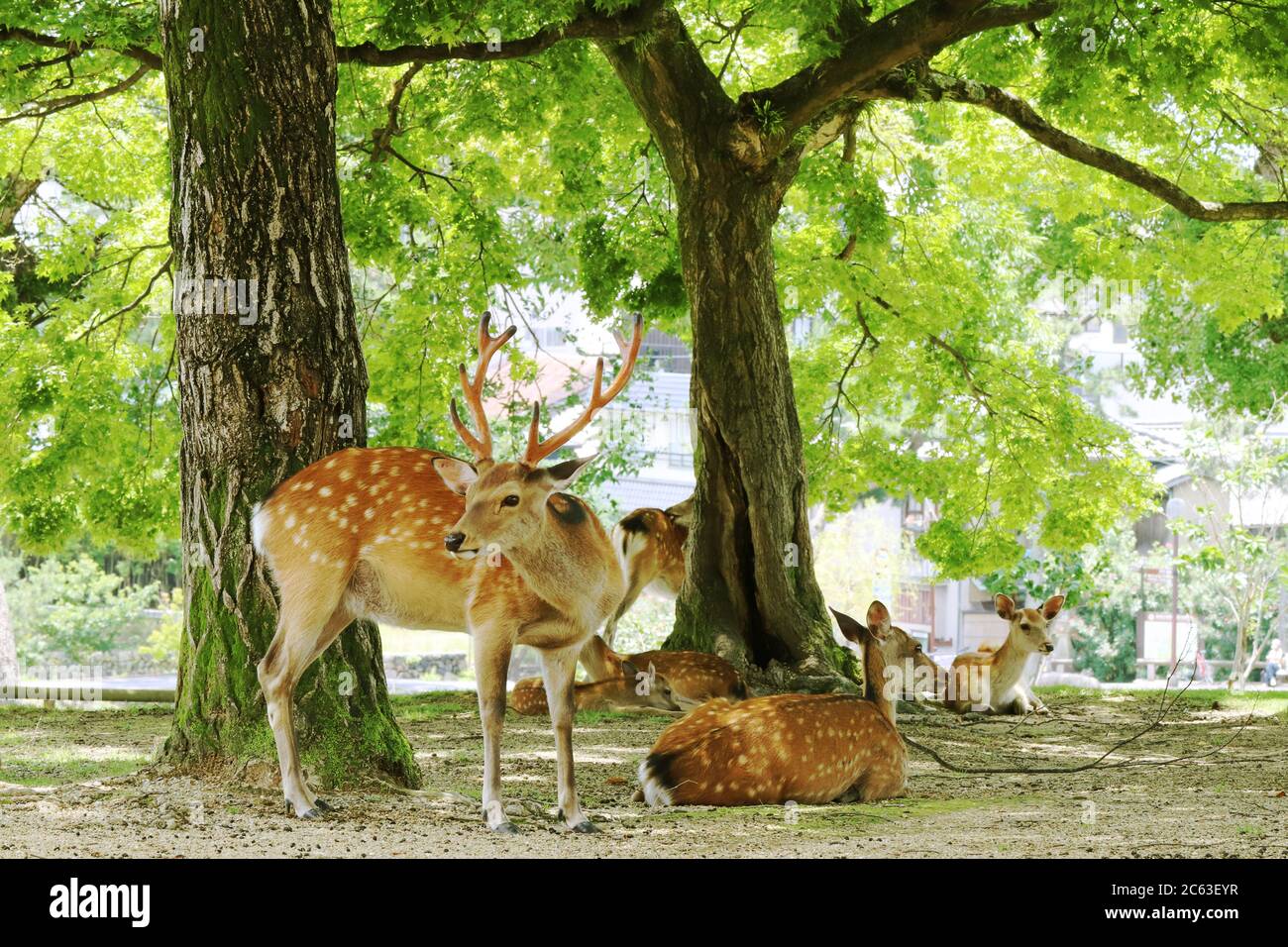 Deer herd resting under the trees in Nara (Japan) Stock Photo
