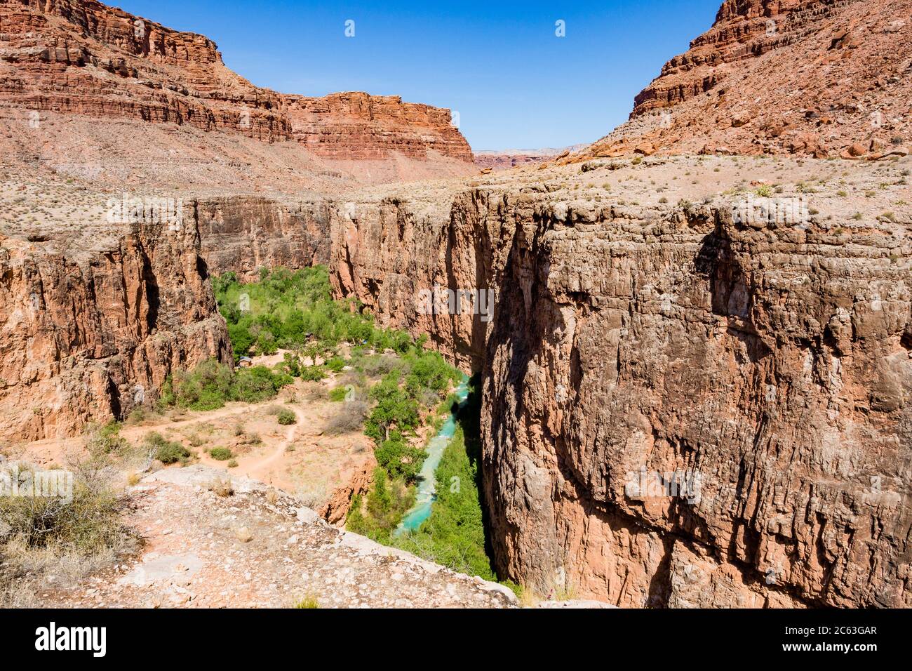 Havasu Creek flows through camping area which starts in the trees where the creek disappears from view. Campground owned by Havasupai Indian Tribe, AZ. Stock Photo