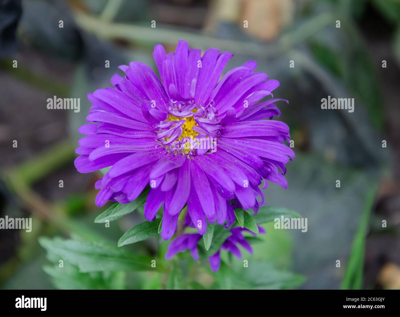 aster flower with beautiful purple petals on a green background in the autumn garden, close-up Stock Photo
