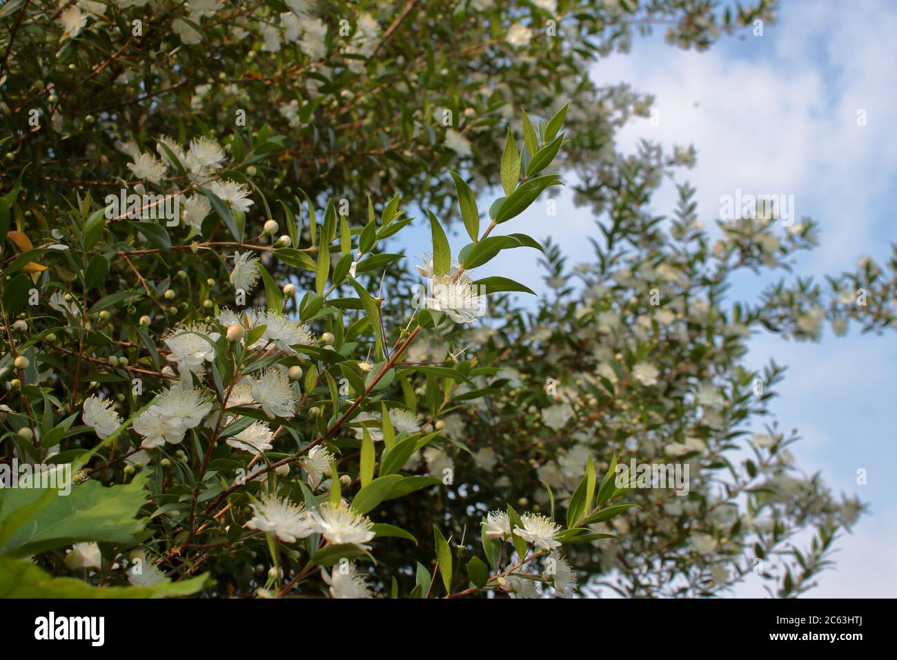Myrtle plant hires stock photography and images Alamy