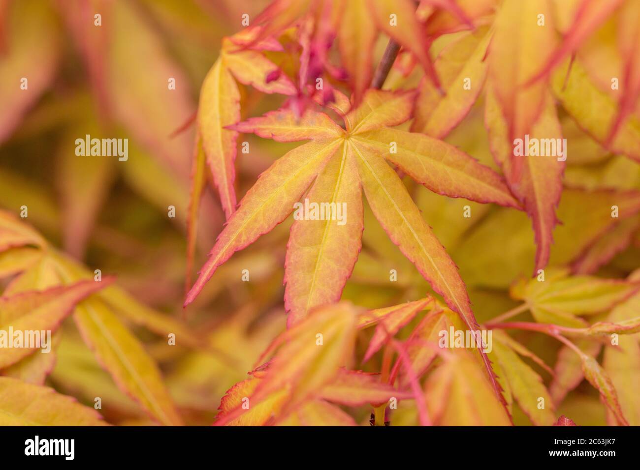 Golden maple leaves hi-res stock photography and images - Alamy