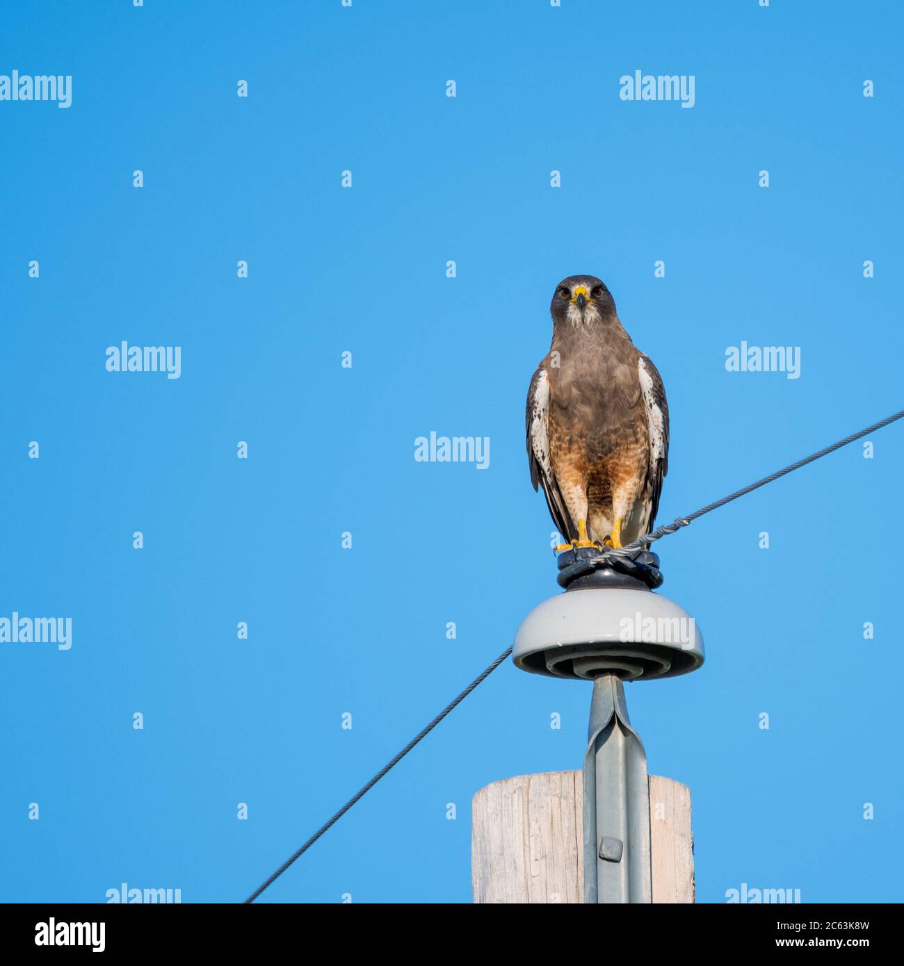 Swainson's hawk sitting on power pole Stock Photo - Alamy