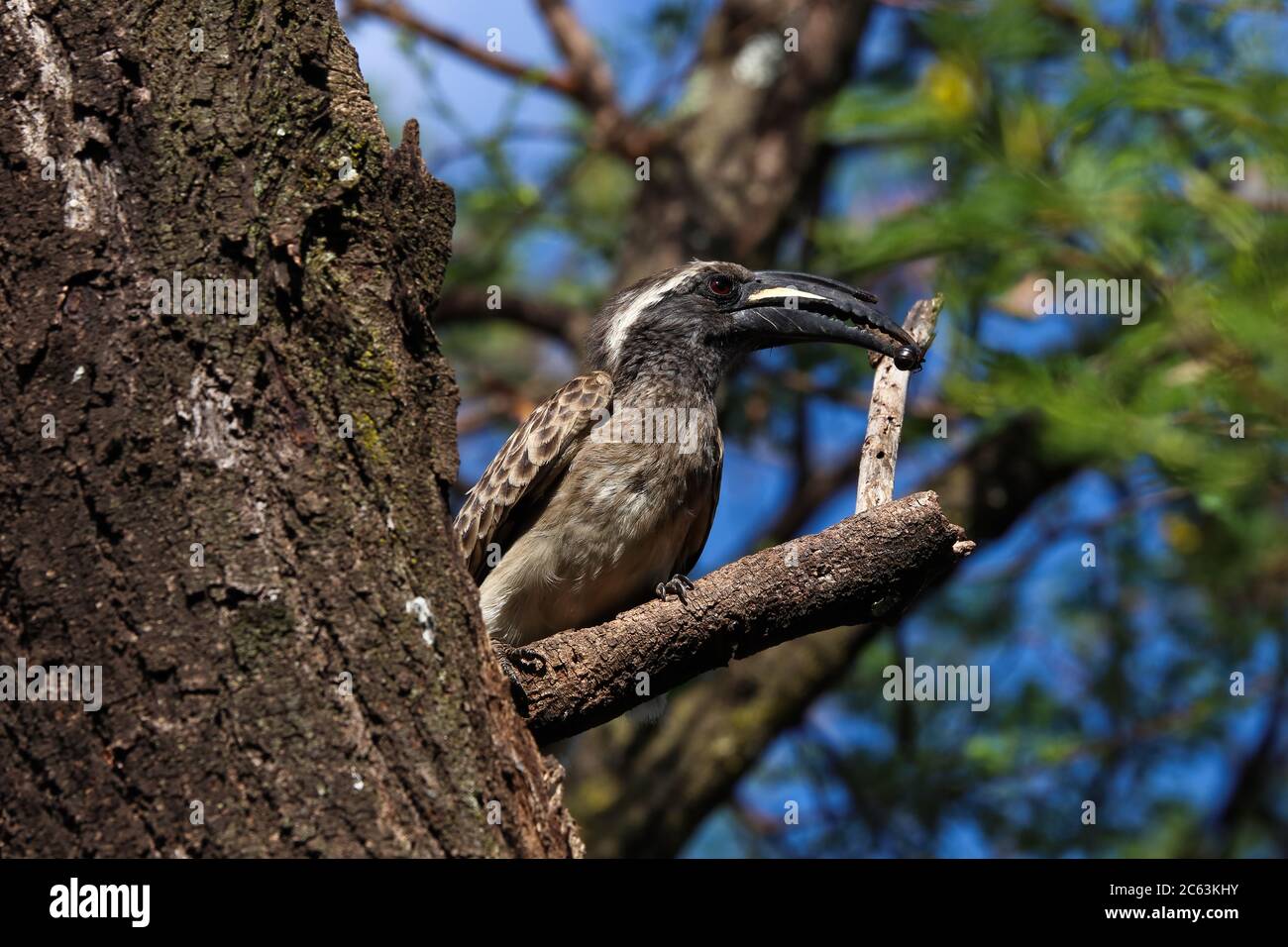African Grey Hornbill Male With Caught Insect (Lophoceros nasutus) Stock Photo