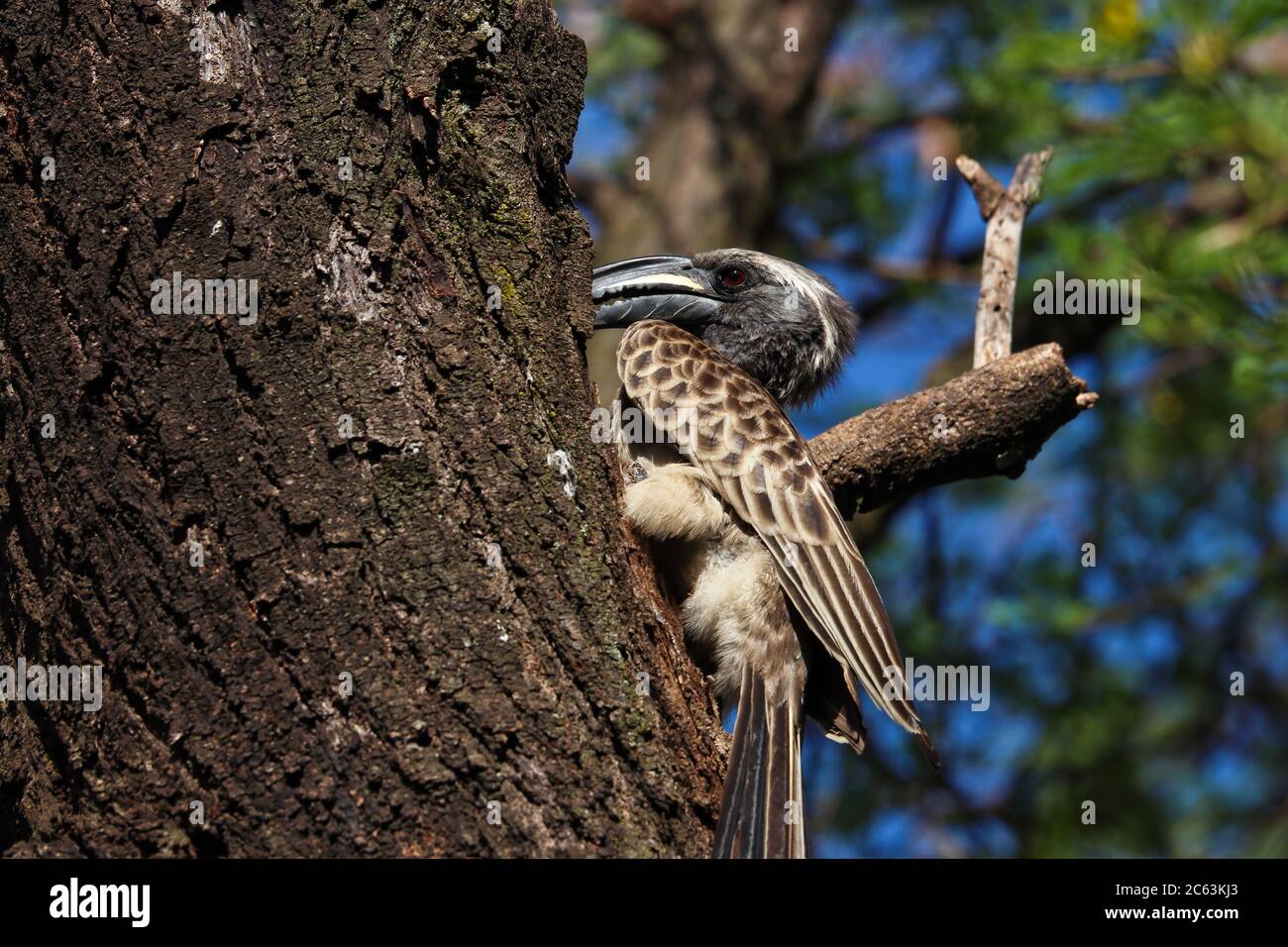 African Grey Hornbill Feeding His Partner In Nest (Lophoceros nasutus) Stock Photo