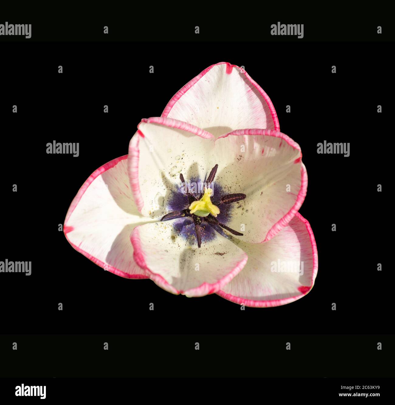 White tulip with pink edges and purple center. Isolated, top view. Stock Photo