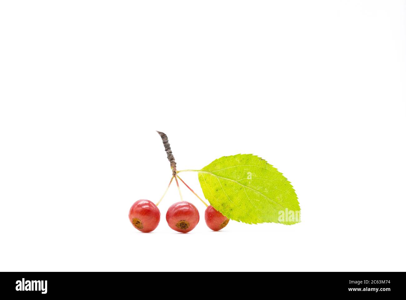small apples on a branch. isolated Very small apples the size of a pea. Stock Photo