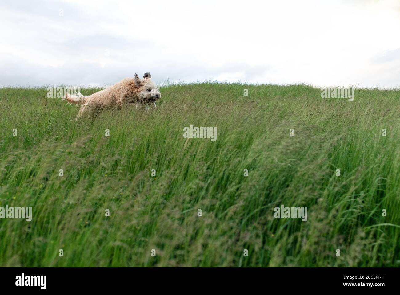 Dog jumping through grass hi-res stock photography and images - Alamy
